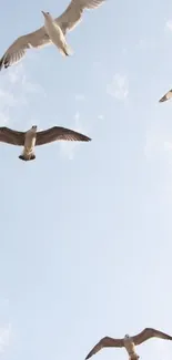 Seagulls soaring in clear blue sky wallpaper.