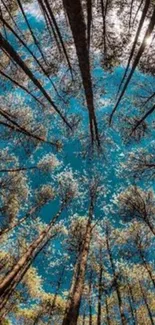 Upward view of forest trees against a blue sky.