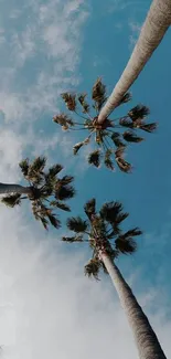 Tall palm trees reaching towards a bright blue sky.