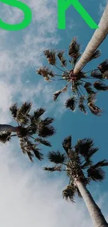 Skyward view of palm trees against a blue sky background.