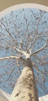 Upward view of tree branches against a clear blue sky.