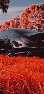 Sleek black car in a vibrant orange field.