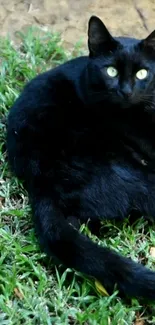 Black cat with green eyes lounging on lush grass in a peaceful setting.