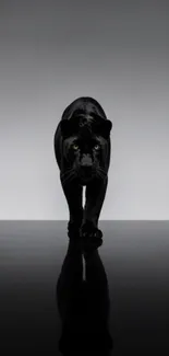 Sleek black panther in a reflective pose on a dark surface.