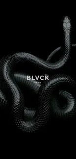 Sleek black snake on a dark background wallpaper.