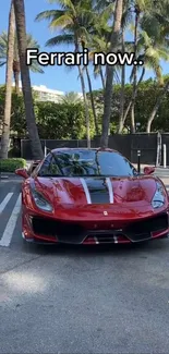 Red Ferrari parked under palm trees.