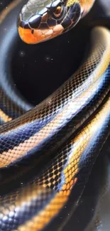 Glossy black and golden snake coiled elegantly against a dark background.