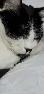 Cozy black and white cat sleeping peacefully.