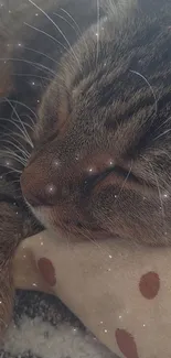 Sleeping cat rests on a cozy blanket in a warm brown setting.