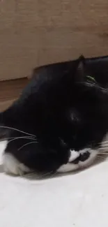 Peaceful black and white cat sleeping on a soft surface in a cozy room.