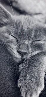 Monochrome mobile wallpaper of a sleeping cat, offering calm and relaxation.