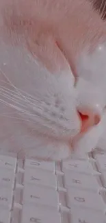 Cute cat sleeping on a keyboard in pink tones.