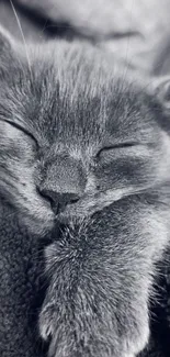 Monochrome image of a sleeping cat, perfect for wallpaper.