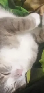 Adorable cat sleeping on a colorful blanket, featuring green hues.