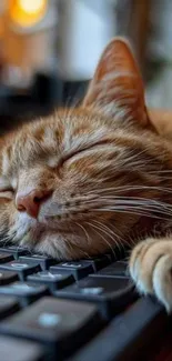 Tabby cat sleeping peacefully on a keyboard.