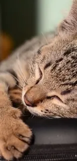 Peaceful sleeping cat with warm tones