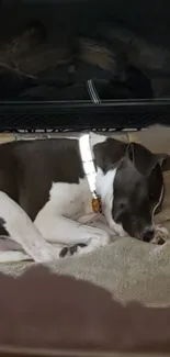 Dog peacefully sleeping by a cozy fireplace.