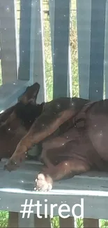 Tired dog sleeping on a blue porch chair with hashtag '#tired'.