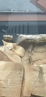 Sleeping fennec fox on rocky terrain in earthy tones.