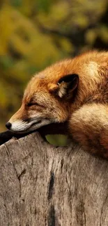 Sleeping fox on a tree trunk in autumn forest wallpaper.