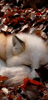 Peaceful fox sleeping in autumn leaves.