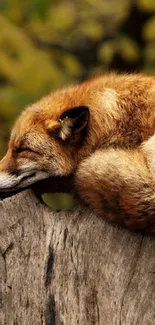 Serene mobile wallpaper with a sleeping fox on a rustic log amidst a forest background.