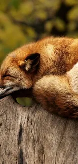 Serene image of fox sleeping on a tree trunk in nature.