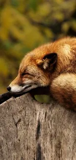 Fox peacefully sleeping on a tree stump in a tranquil forest.