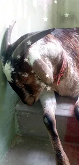 A goat sleeping on steps against a pale green wall background.