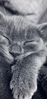 Monochrome image of a sleeping kitten nestled in a cozy blanket.