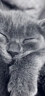 Monochrome wallpaper of a sleeping kitten with soft, fluffy fur.