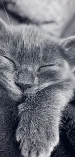 Monochrome image of a sleeping kitten with soft fur.