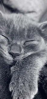 Cute grey kitten sleeping comfortably on a soft blanket.