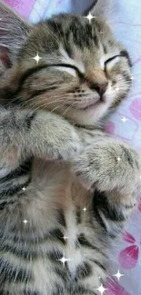 Sleeping tabby kitten on pink floral blanket, perfect for mobile wallpaper.