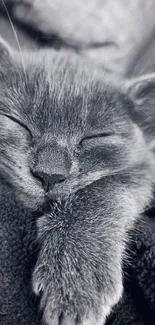A peaceful, sleeping kitten in monochrome tones, perfect as a calming wallpaper.