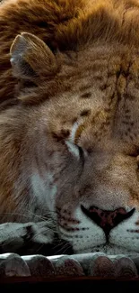 Peaceful sleeping lion close-up on dark background.