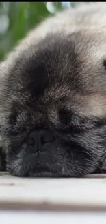 Adorable sleeping pug on a light surface.