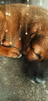 Adorable brown puppy sleeping on a concrete floor. Cute and calming phone wallpaper.