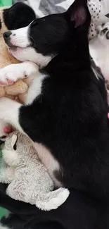 Sleeping black and white puppy with plush toys.