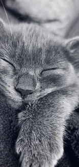 Sleepy cat resting peacefully in a cozy, monochrome setting.