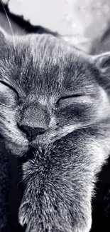 A peaceful monochrome image of a sleeping kitten with a soft, cozy appearance.