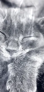 Monochrome image of a sleeping kitten, perfect for mobile wallpaper.