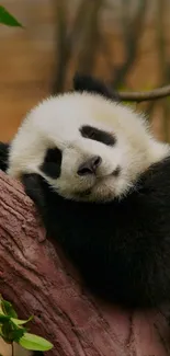 Sleepy panda resting on a tree in tranquil nature setting.