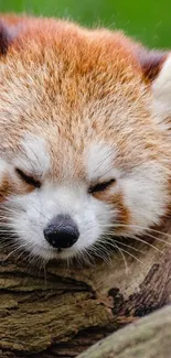 Sleeping red panda on a tree branch with green leaves in the background.