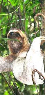 Sloth resting on a jungle tree surrounded by lush greenery.