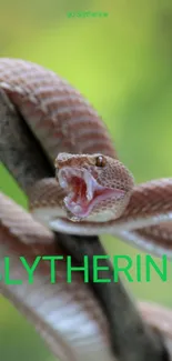 Slytherine snake wrapped around a branch, tongue flicking.