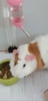 Guinea pig eating from green bowl with pink bottle.