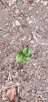 A small green plant sprouting in earthy soil background.