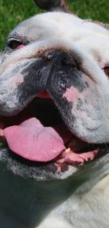 A cheerful bulldog smiling on a vibrant green background.