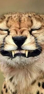 Close-up of a cheetah smiling with eyes closed, featuring detailed fur patterns.